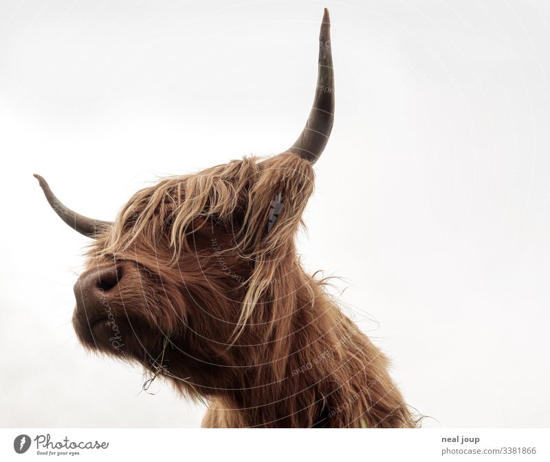 Highland Cattle View from below Animal Animal portrait Wild Mane Symmetry Nature Farm animal highland cattle chief Perspective proximity