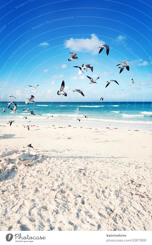 Seagulls flying around the beach and Caribbean sea Cheese Exotic Beautiful Relaxation Vacation & Travel Freedom Beach Ocean Waves Factory Industry Gastronomy