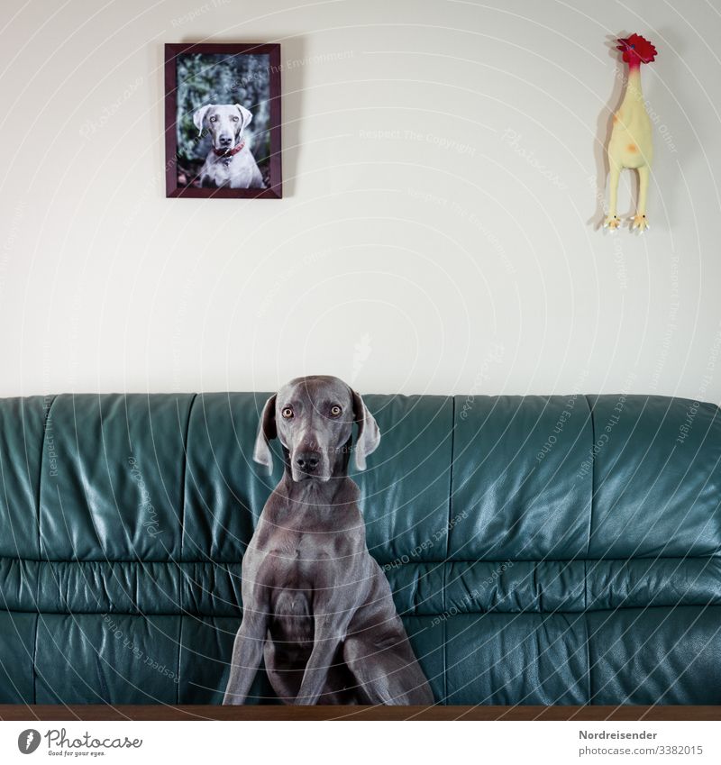 Weimaraner hunting dog in a whimsical pose on a couch Front view Animal portrait Contrast Copy Space top Hound Armchair Curiosity Whimsical Pride