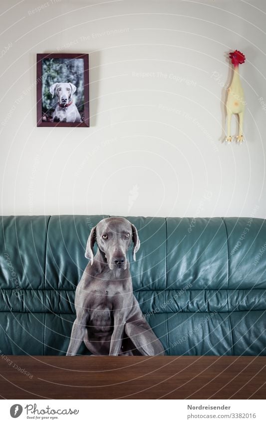 Weimaraner hunting dog in a whimsical pose on a couch dwell Interest facial expression Pelt splendour quaint Flat (apartment) Leather comic portrait Pet Animal