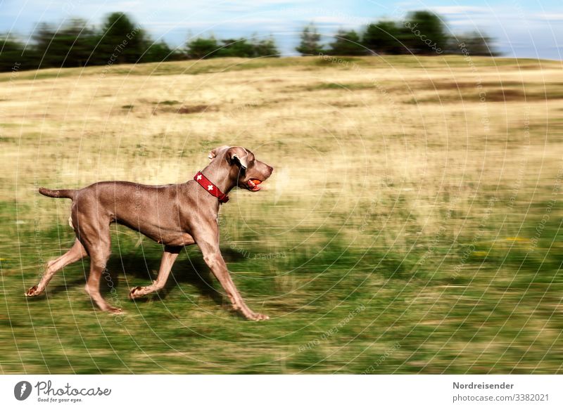 hound Tia Leisure and hobbies Hunting Nature Landscape Sky Spring Summer Autumn Beautiful weather Grass Meadow Forest Animal Pet Dog Walking Running Jump