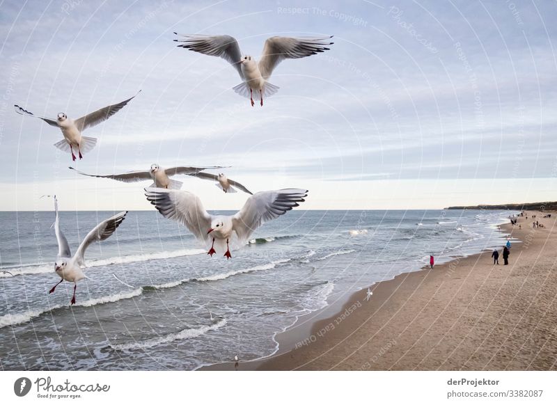 Flying seagulls on the beach of Zinnowitz on Usedom Flock Childhood memory go for a walk Sea bridge seaboard Winter Tourism Beach Travel photography Destination