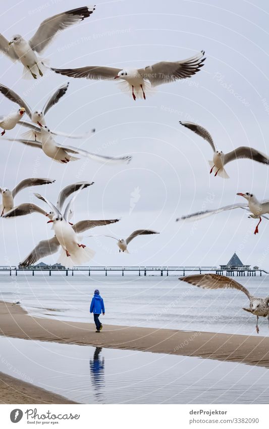 Walk with seagulls with pier Heringsdorf Mecklenburg-Western Pomerania Germany Island Baltic island Baltic Sea Destination Trip Hiking Discover chill relax