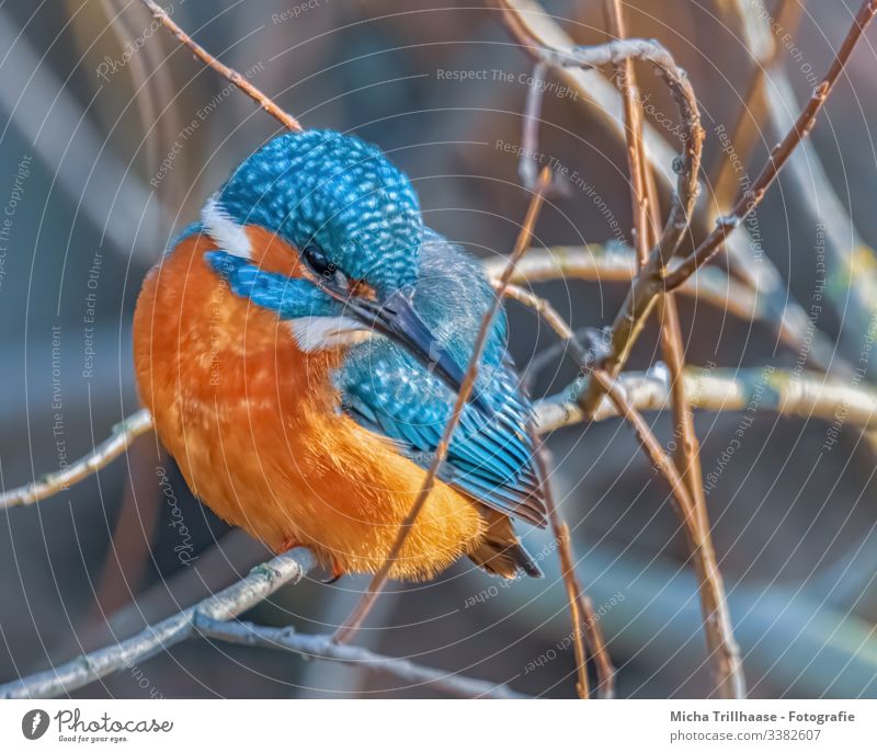 Kingfisher waiting for prey kingfisher Downward Forward Half-profile Looking into the camera Front view Full-length Sunbeam Portrait photograph Animal portrait
