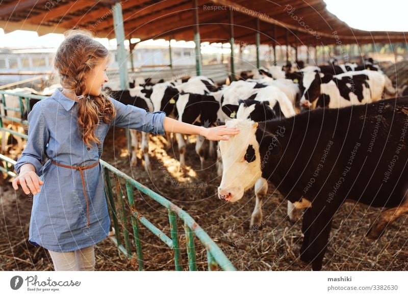 kid girl feeding calf on cow farm. Countryside, rural living, agriculture concept child nature cattle outdoor countryside summer farming pasture dairy livestock