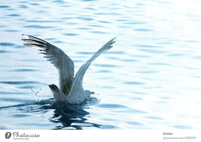belly landing Waves North Sea Bird Seagull Water Drop Flying Landing Copy Space right Motion blur