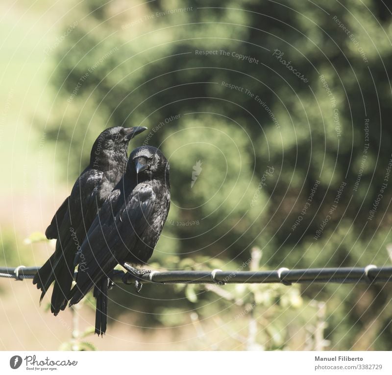 two crows perched on a cable with a completely unfocused bottom raven corvidae waiting concentration focusing contemplation perching silhouette vertebrate