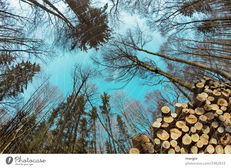 Timber industry: Trees grow into the sky Energy crisis Environment Nature Forest Save Multicoloured Green Transience Growth Change Future Tree trunk