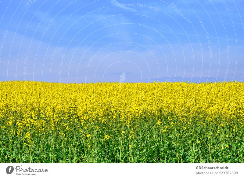 rapsfeld Canola Cooking oil Oilseed rape flower Blossom Farmer Agriculture Canola field Yellow Spring Summer May Nature Colour photo Field Harvest