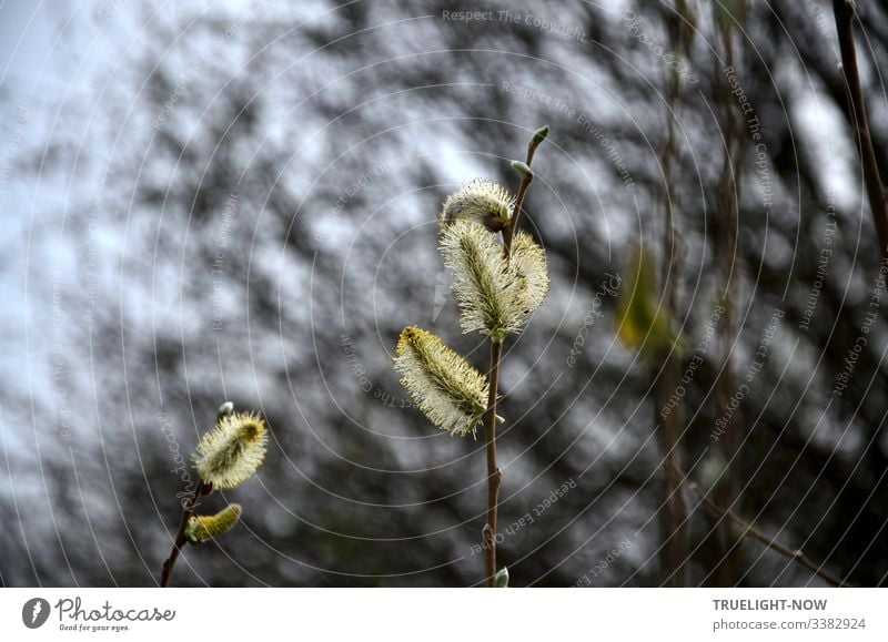 Large, pale yellow flowering willow catkins in front of a blurred, gloomy moving background Environment Miracle of Nature Experiencing nature Love of nature