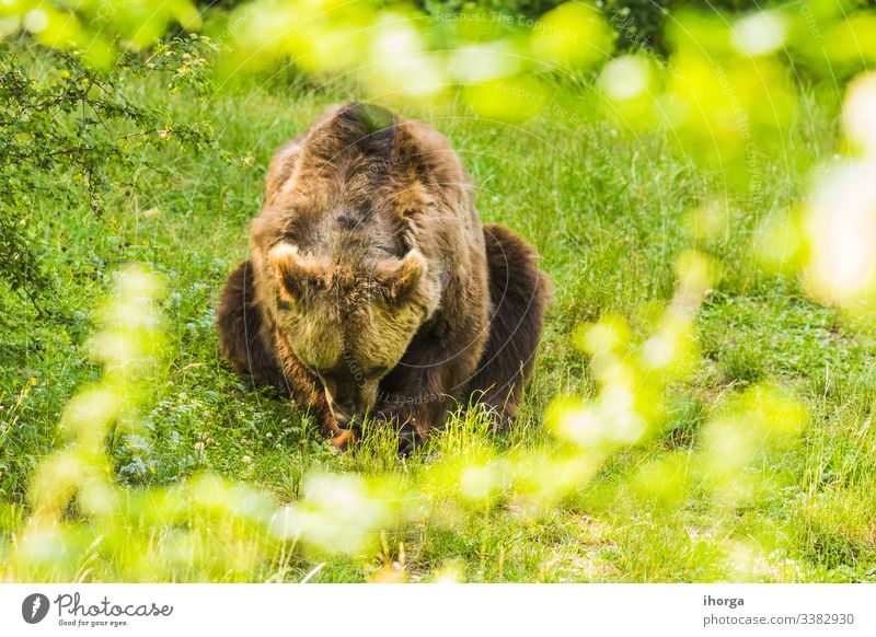 Brown bear crossing a green forest Danger adult animal animals arctos background beautiful beauty big brown carnivore closeup color conservation cute dangerous