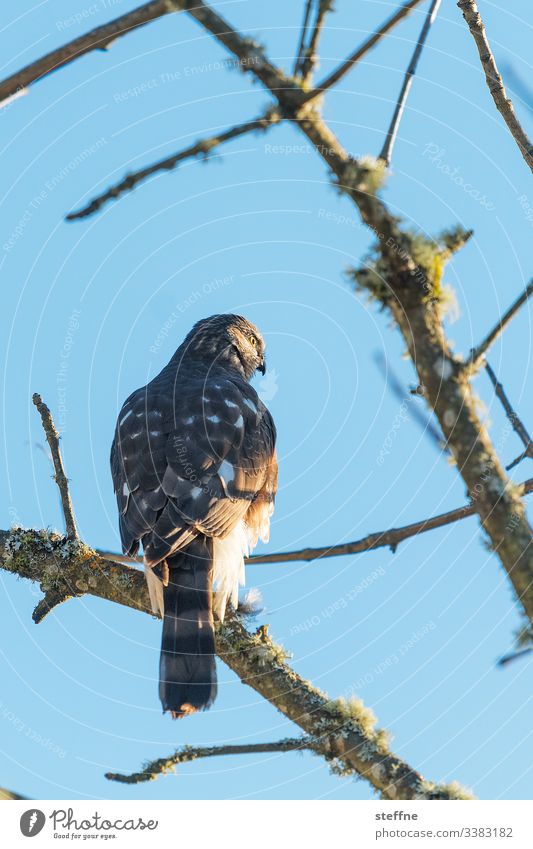 Hawk sitting on tree Bird of prey Nature free wilderness Branch Sunlight Beautiful weather Seldom Blue sky