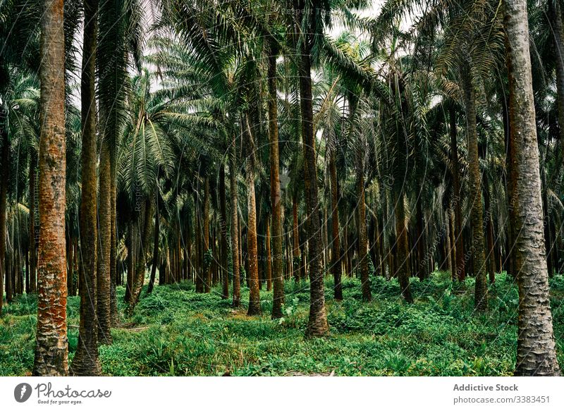 Scenic landscape of palm forest in country plantation scenery tropical summer nature trunk green tree environment flora travel growth season countryside
