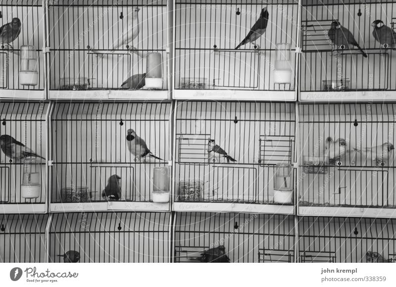 You and your bird Animal Bird Cage Group of animals To swing Sit Wait Threat Small Illness Town Wild Love of animals Sadness Longing Wanderlust Loneliness Fear