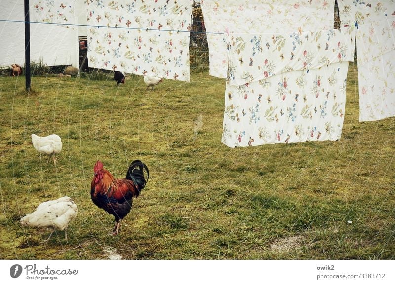 Cock, stern looking, with two chickens pecking away in front of a phalanx of freshly laundered comforter covers animals fowls Rooster Meadow Peck To feed