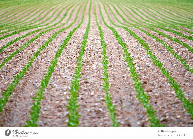 It grows Economy Agriculture Forestry Nature Plant Earth Field Brown Green Sapling Vegetable Nutrition Colour photo Exterior shot Detail Abstract Pattern