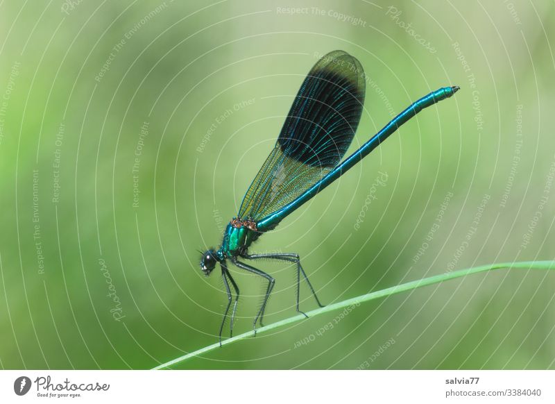 Banded damselfly sitting on a blade of grass Dragonfly Insect Macro (Extreme close-up) Green Grand piano Animal portrait Nature Wild animal Colour photo Blue