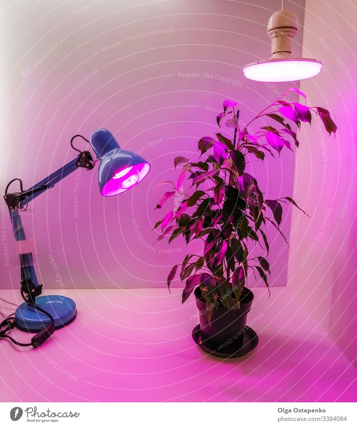 Growing seedlings at home and pink LED phyto-lighting lamps for plants. agriculture technology spectrum red violet eco garden green young growth sprout