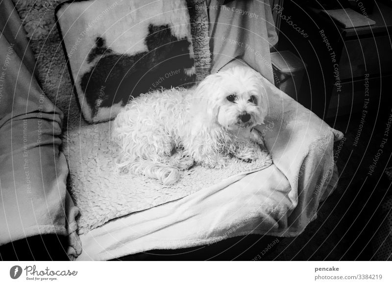 grandma's sweetheart Dog White Maltese Small Armchair television chair Lie cute Honey Pet animal portrait black and white Pelt Day Interior shot Animal face