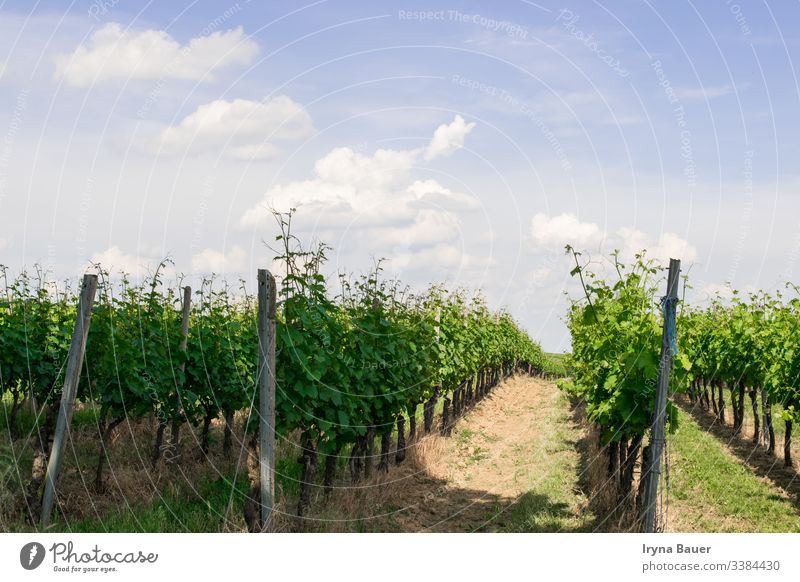 Vine trees with sun landscape. vineyard agriculture country countryside sunrise travel valley scenic clouds sky farm field grape hill grapes napa winery morning
