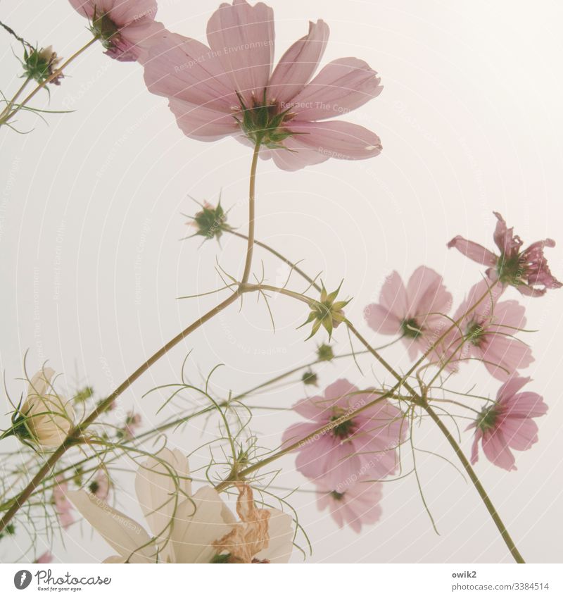 through the pink glasses Cosmea" Cosmea flower Flower meadow Summer Blossoming Nature Exterior shot Colour photo Multicoloured Deserted Shallow depth of field