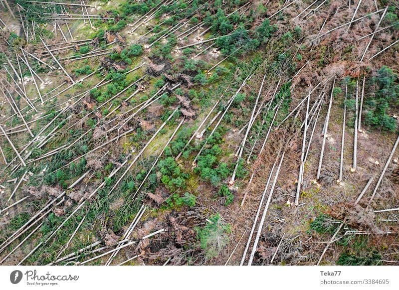#Forest storm damage 1 Tree trees aerial photograph Gale trunk Wood Coniferous forest Hurricane