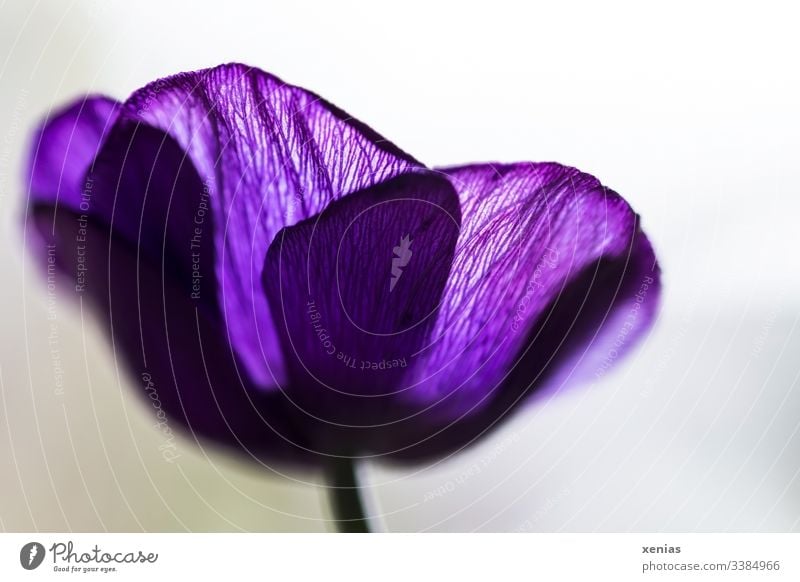 violet anemone from the frog's eye view Anemone Blossom flowers Worm's-eye view Violet purple Shallow depth of field Detail Spring Nature Romance Blossoming
