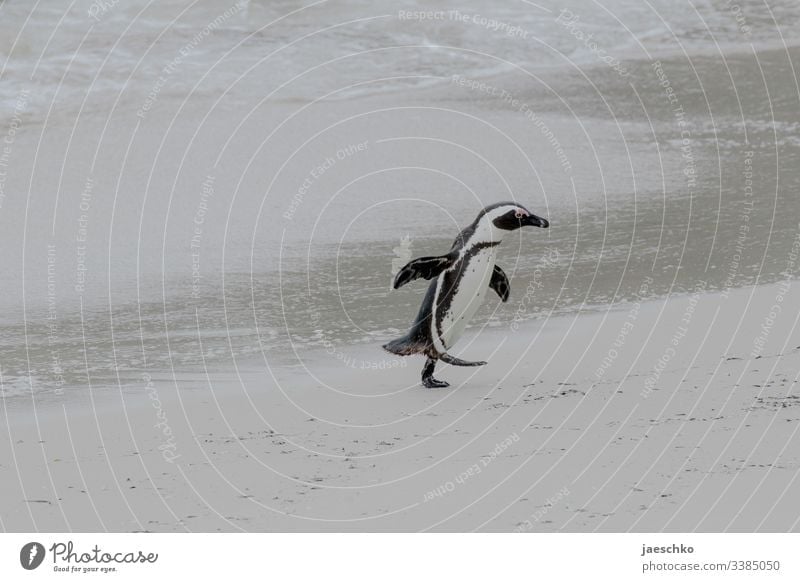 Penguin runs out of the water over beach Web-footed birds Boulders Beach South Africa animals Wildlife Bird Wild animal Nature Animal portrait Coast threatened