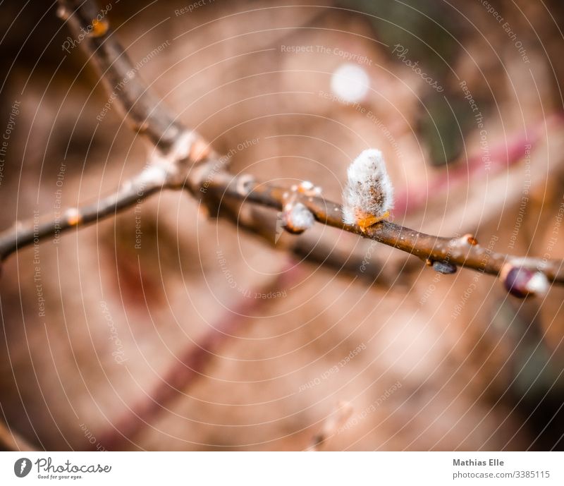 willow catkin Catkin spring Plant Colour photo Soft Willow tree Nature Blossoming Exterior shot Branch bushes Twig bleed Deserted Delicate White Close-up Bud