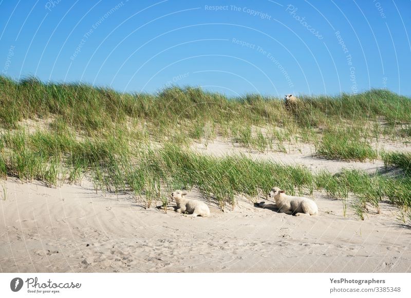 Grassy dune landscape with sheep and lambs on Sylt island Frisian animal German beach Germany Schleswig-Holstein baby sheep beach scenery blue sky coast