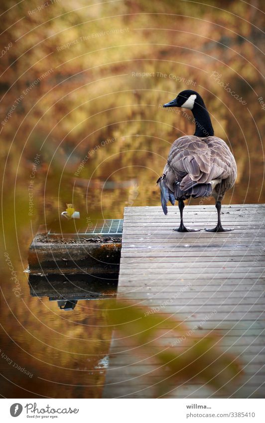 The Canada goose on the catwalk Goose Canadian goose Footbridge jetty Autumnal Rear view Pond Water plumage Stand waterfowl Wild animal
