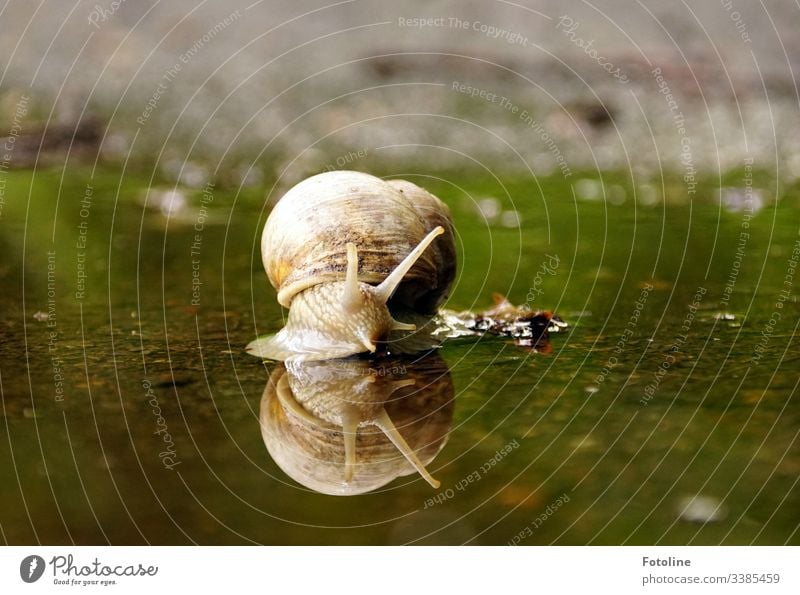 Snail crawls through a puddle Crumpet Snail shell Animal Nature Colour photo Exterior shot Close-up Macro (Extreme close-up) Shallow depth of field Deserted