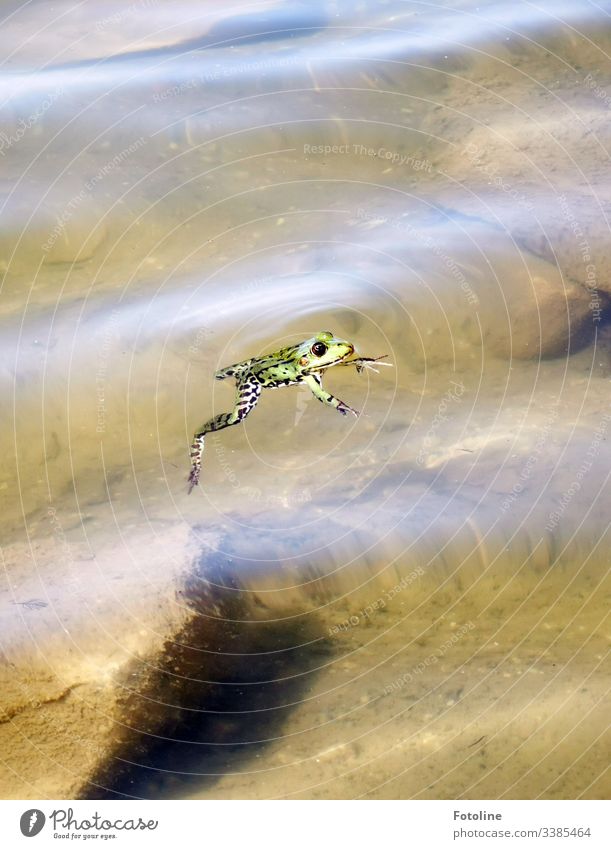 swimming frog Frog Green Animal Colour photo Exterior shot Nature Deserted Water Close-up Environment Shallow depth of field Natural Eyes Lake Pond Wet
