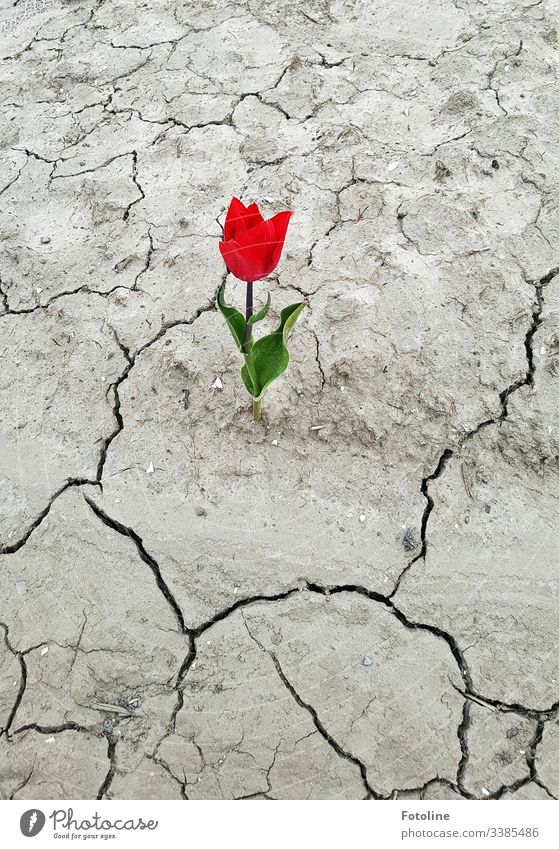 Tulip on parched ground Flower Red Spring Blossom Green Plant Nature Blossoming Colour photo Day Leaf Exterior shot Drought Life Spring flowering plant aridity