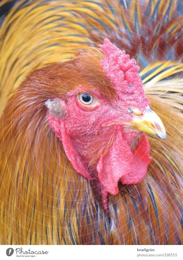 wild chicken Animal Wild animal Animal face 1 Observe Looking Near Natural Feminine Brown Red Emotions Love of animals Nature Beak Poultry Feather Colour photo