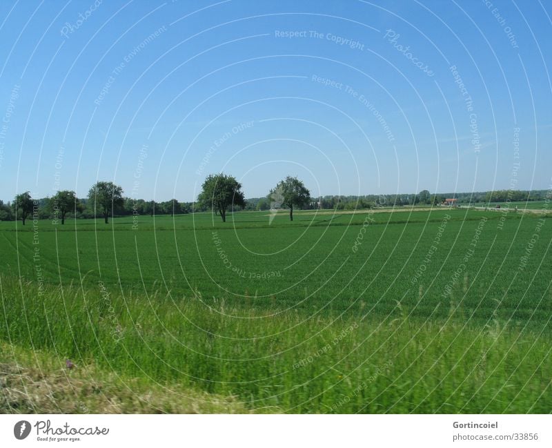 Field with trees Vacation & Travel Environment Nature Landscape Sky Spring Summer Plant Tree Grass Meadow Street Driving Blue Green Motor vehicle Lawn