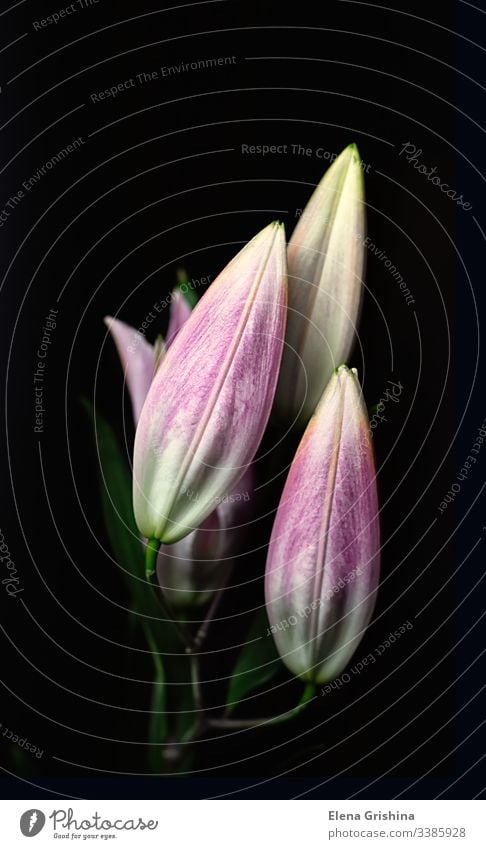 Buds of pink oriental lily isolated on a black background. The concept of black minimalism. Dark floral background. bud lilium color lilly dark holiday romantic
