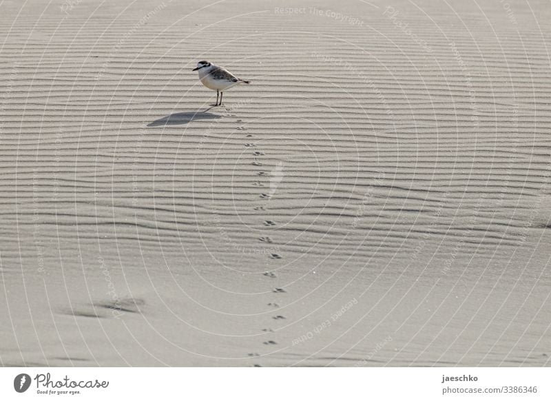 Bird leaves footprints in the sand Flightless bird Tracks Animal Sand Beach Footprint track Suspect trace Footprints in the sand Pursue track search Find