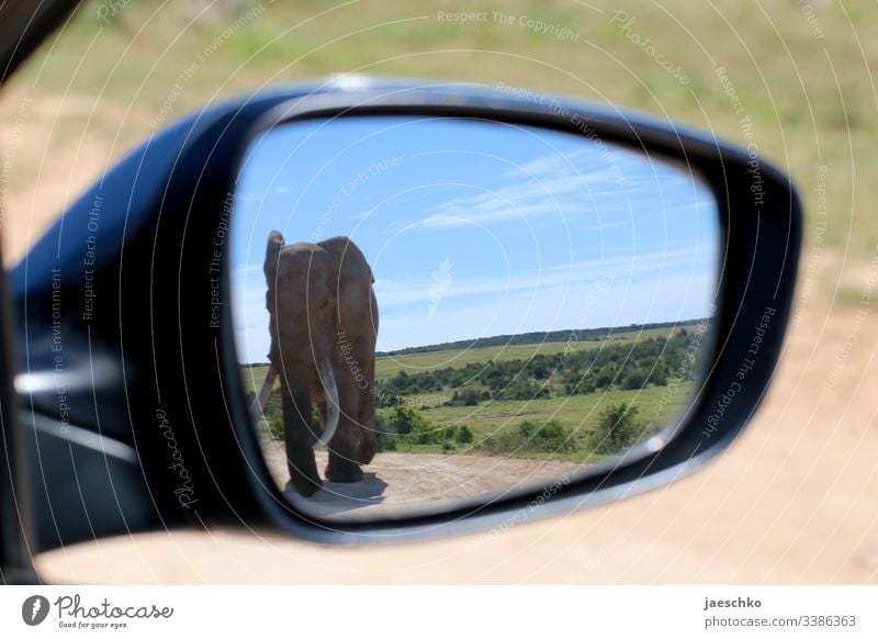 Elephant in the rear view mirror of a car Wild animal Bull elephant wildlife Africa South Africa Safari Animal portrait Nature Savannah Trunk peril