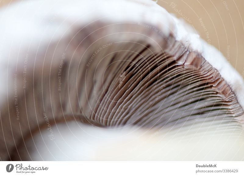 Mushroom lamellae to be seen in detail mushroom slats detailed view Nature Detail Deserted Close-up Macro (Extreme close-up) Brown Subdued colour