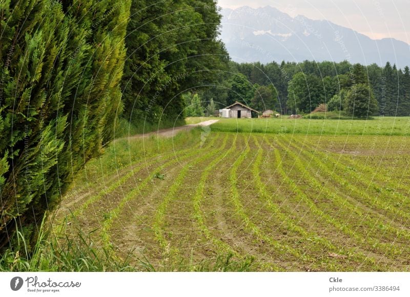 Cultivated area and haystacks off the Alps Mountain Agriculture Hayrick Bavaria Snow slips trees furrows extension Nature Sky Clouds Landscape Exterior shot Day
