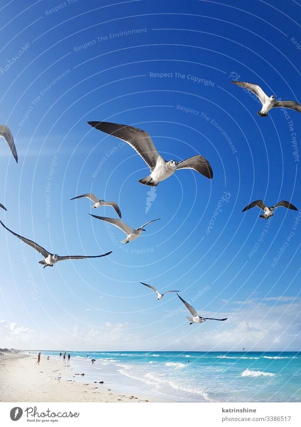 Seagulls flying around the beach and Caribbean sea bird seagull white beach turquoise tropical water caribbean relax resort blue calm cayo cayo santa maria