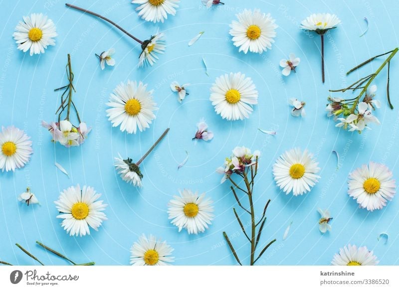 White wild flowers on a light blue background daisy white petals love romantic flat lay top view above concept creative day decor decoration design floral