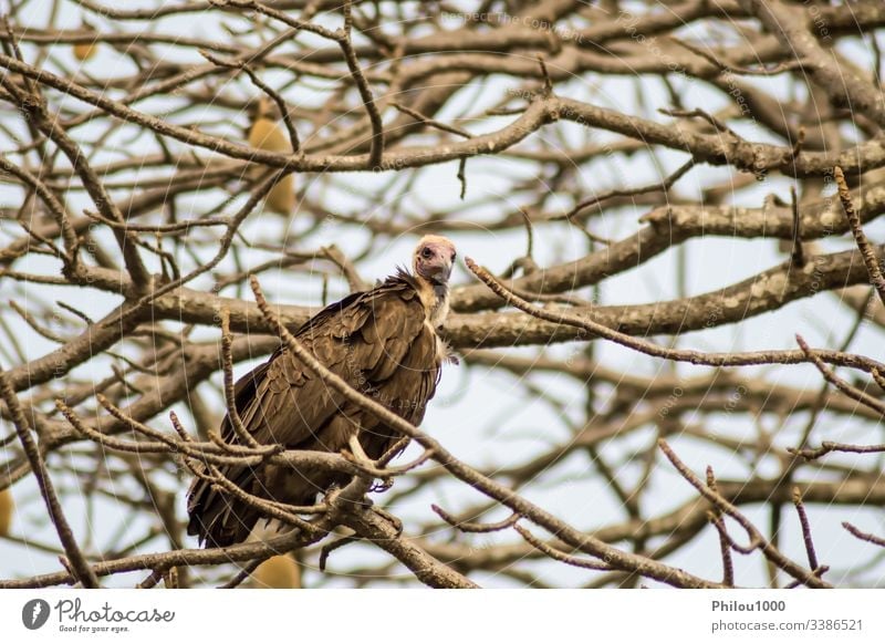 A vulture resting on the branch with a background Africa Gambia african animal beak bird carnivore claws conservation ecology eye fauna feather feet flight