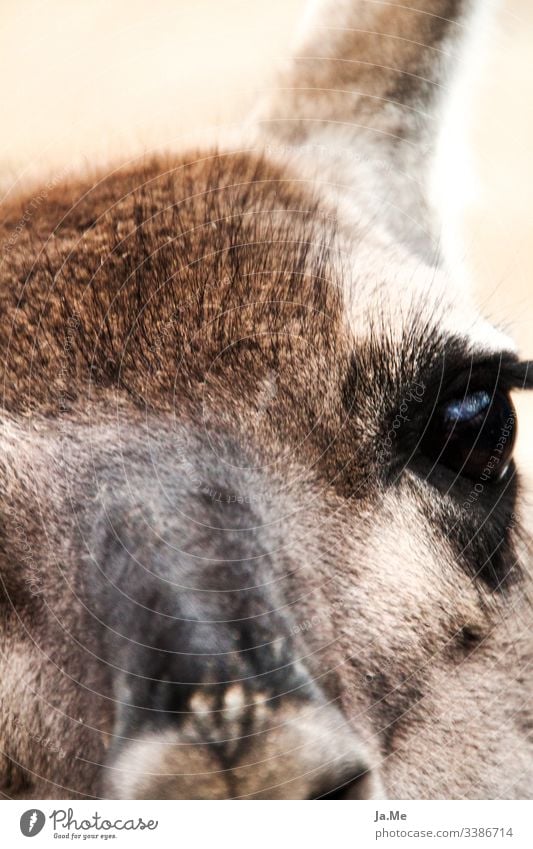 Close-up of a brown alpaca looking into the camera with soft fur and big eyes Wild animal Animal Zoo Mammal Roe deer Alpaca Llama Kangaroo Animal face portrait