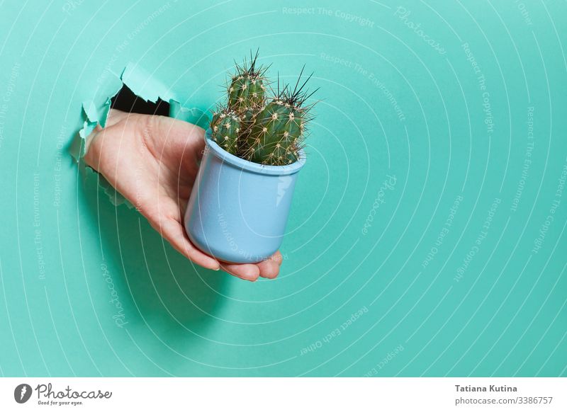A female hand from a hole in a paper holds a blue pot of cactus. concept spikes needles torn pottery gift potted soil flowers minimalism background through