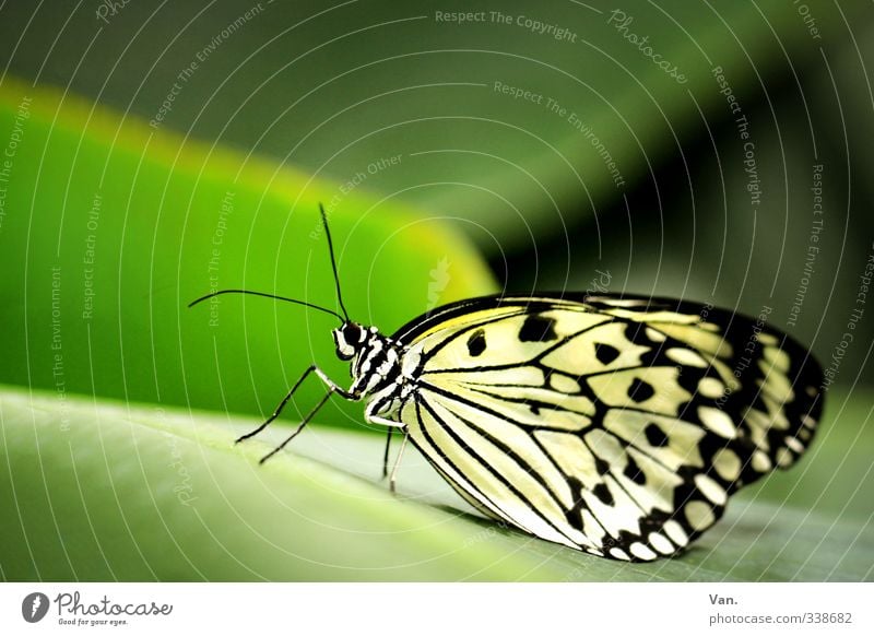 What's the matter? Nature Animal Plant Leaf Wild animal Butterfly Wing 1 Green White Colour photo Multicoloured Exterior shot Close-up Deserted Copy Space top