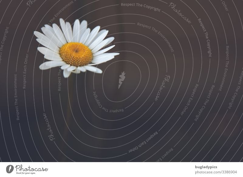 Single daisy on dark blurred background Marguerite Flower Plant Individual solitary Copy Space right Nature natural Summerflower white blossom Lonely