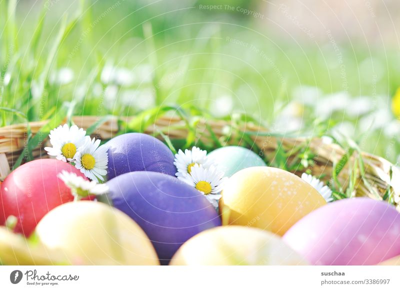 colourful easter eggs with daisies Easter Easter eggs Spring Decoration Exterior shot Public Holiday Festive Flower Tradition Feasts & Celebrations boiled eggs