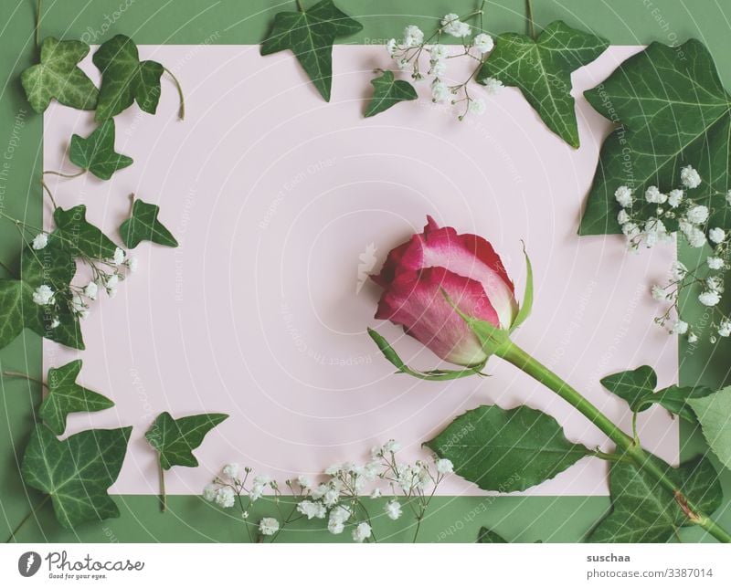 text free space with frames of ivy and a rose Copy Space flatlay Copy Space middle Interior shot Decoration Design Plant Leaf Studio shot Frame Pink